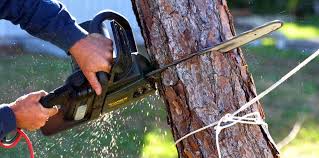 Best Emergency Tree Removal  in Colfax, CA