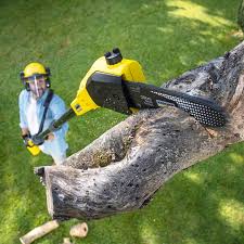 Seasonal Cleanup (Spring/Fall) in Colfax, CA