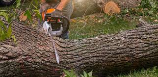 Best Soil Testing and Treatment  in Colfax, CA