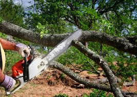 Best Hedge Trimming  in Colfax, CA
