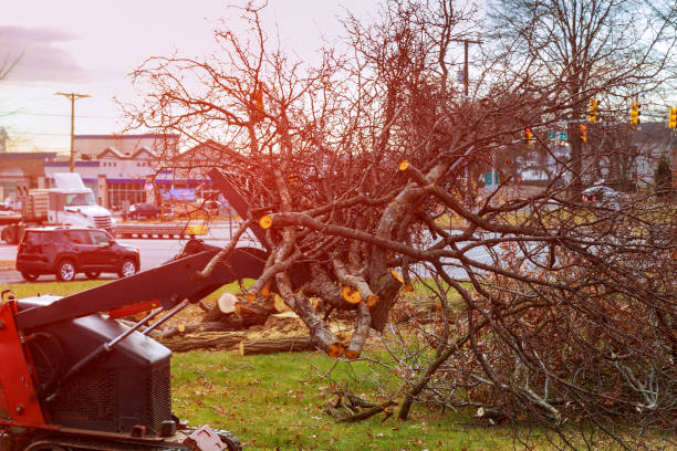 Best Storm Damage Tree Cleanup  in Colfax, CA