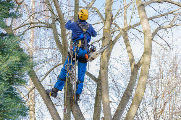 Best Pest Control for Lawns  in Colfax, CA