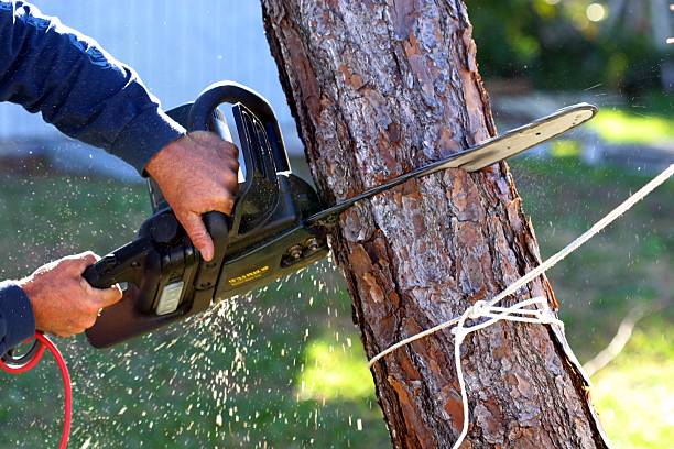 Best Fruit Tree Pruning  in Colfax, CA