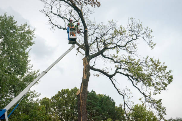 How Our Tree Care Process Works  in  Colfax, CA