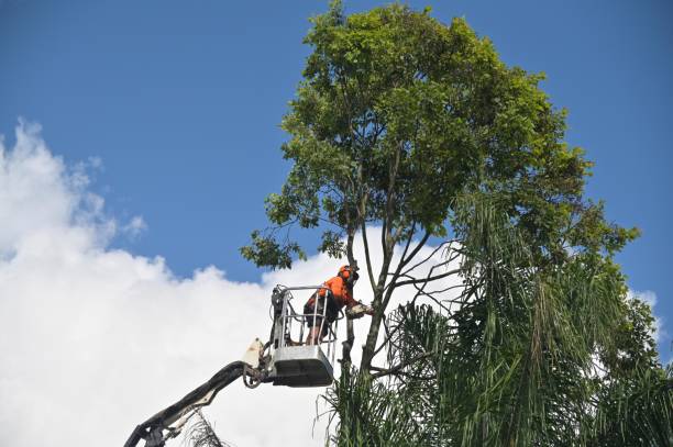 Tree and Shrub Care in Colfax, CA