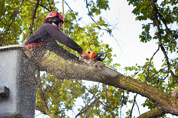 Best Utility Line Clearance  in Colfax, CA