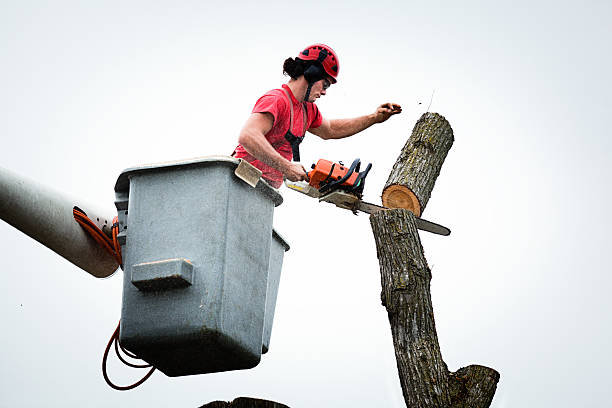 Best Hazardous Tree Removal  in Colfax, CA