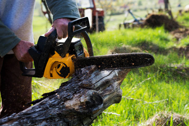 Reliable Colfax, CA Tree Care Solutions
