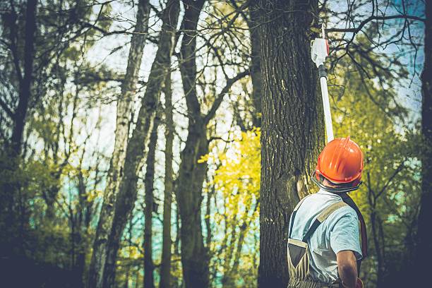 Best Arborist Consultation Services  in Colfax, CA