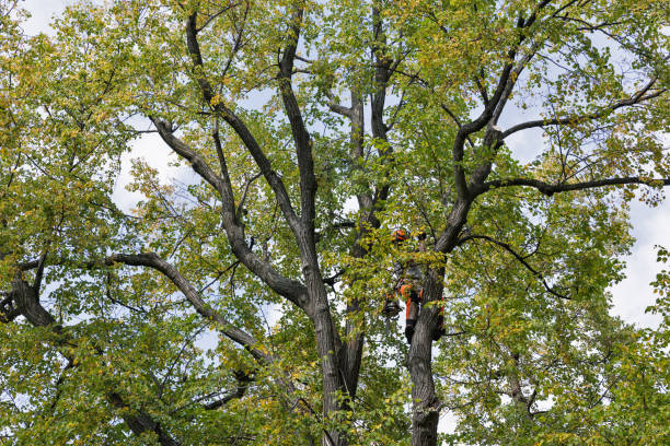 Best Tree Maintenance Programs  in Colfax, CA